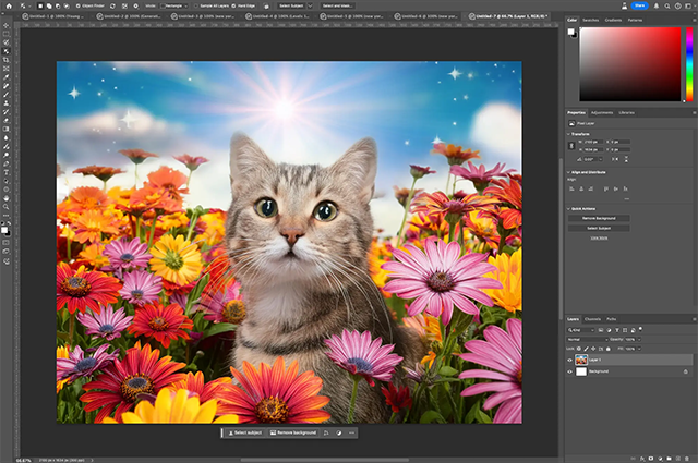 Cat in a field of flowers 1