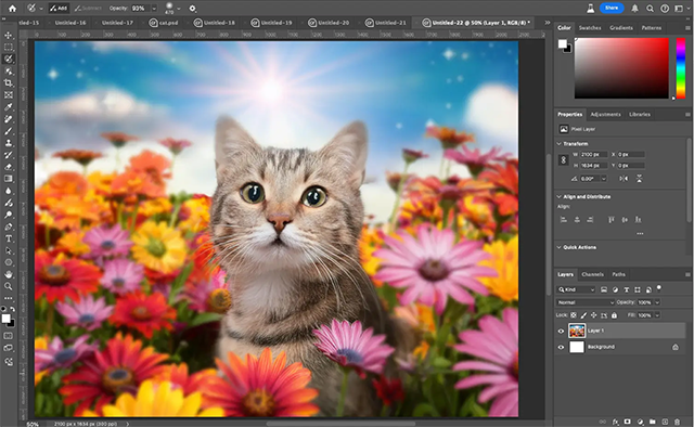 Cat in a field of flowers 4